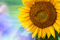 Sunflower Light  LightSpaceTime Botanicals 2021 Special Merit