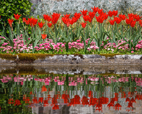 Powerscourt Estate, tulips, Ireland